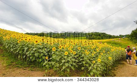 Sannokura Highlands Sunflower Fields In Summer Season Sunny Day. Kitakata City, Fukushima Prefecture