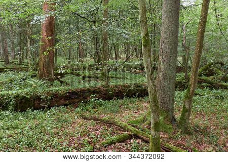 Summertime Deciduous Primeval Forest With Old Trees