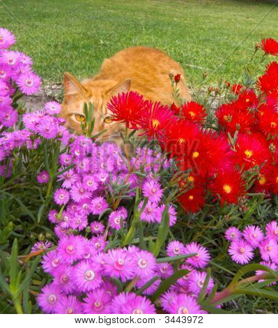 A virágok egy ágy mögé bújva Gingercat