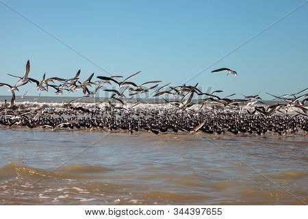 Flying Black Skimmer Terns Rynchops Niger