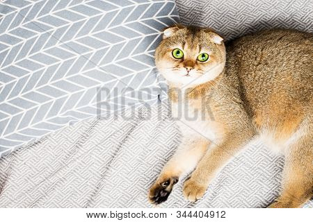 Scottish Fold Red-haired Apricot Ticked Cat Lies On A Gray Bedspread Surrounded By Pillows. Cozy Hou