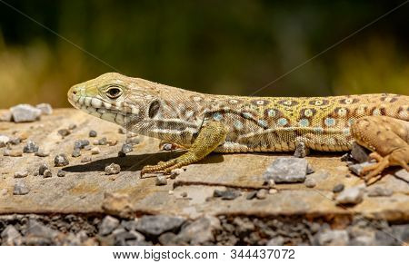 An Ocellated Lizard Is Landed And Sunbathe