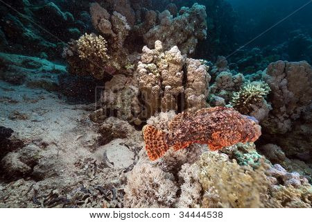 Scorpionfish ในทะเลแดง