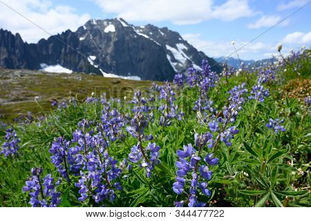 Purple Lupine Bloom In Alpine Meadow In North Cascades In Washington