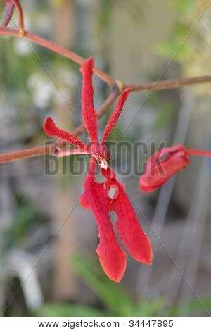 Renanthera piros toll
