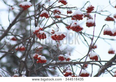 Rowen In The Winter Park In Siberia