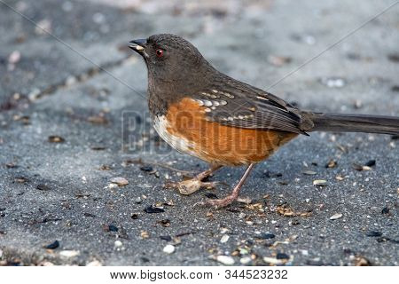 A Picture Of A Female Spotted Towhee Perching On The Ground.
   Vancouver Bc Canada