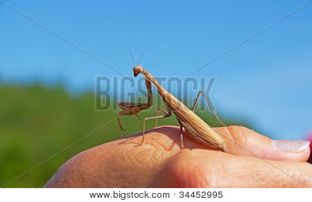 Praying mantis