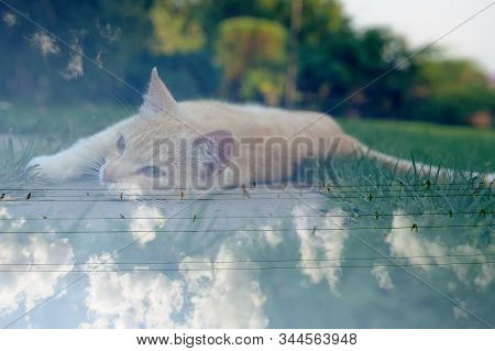 Lazy Relaxed Cat Dreaming Of Birds (conceptual Multiple Exposure Shot)