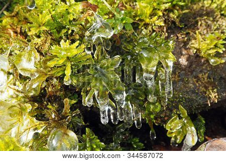 Layer Of Transparent Ice Over Mosses On Side Of Rosd Near Blowing Rock, North Carolina.