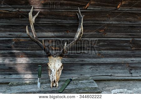 Deer Skull And Horns. The Skeleton Of A Large Deer. Fron View.