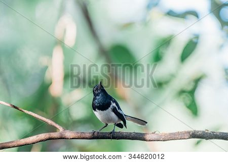 Bird (oriental Magpie-robin) In A Nature Wild