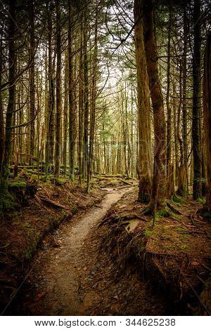 Sunken Trail Through Mossy Forest On Peak In The Smokies
