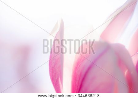 Closeup Of Beautiful Shining Magnolia Flowers Blooming In Spring. Perfect Background Shot For Mother