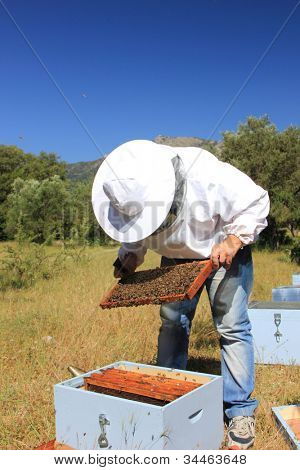 apicultor com colônia de abelhas