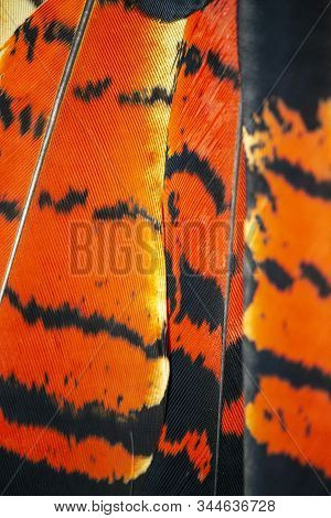 Red Tailed Black Cockatoo Feathers