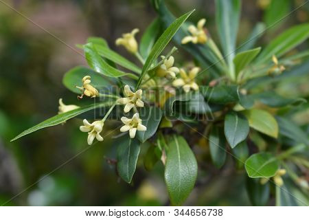 Kohuhu Leaves - Latin Name - Pittosporum Tenuifolium