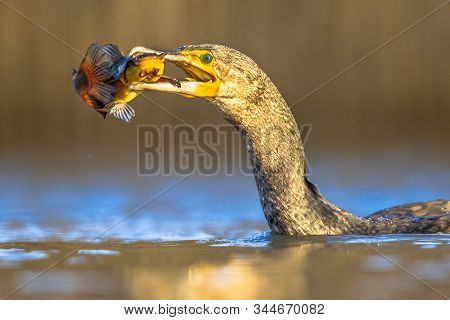 Great Cormorant (phalacrocorax Carbo) Eating Black Bullhead (ameiurus Melas) Caught In Lake Csaj, Ki