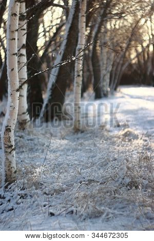 Birch tree in snow winter forest at sunset. Sun shine through the snow branch. Road in the snow Northern forest. Path in the birch park. Beautiful winter forest landscape in Russia. Christmas tree