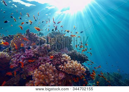 Life-giving Sunlight Underwater. Sun Beams Shinning Underwater On The Tropical Coral Reef. Ecosystem