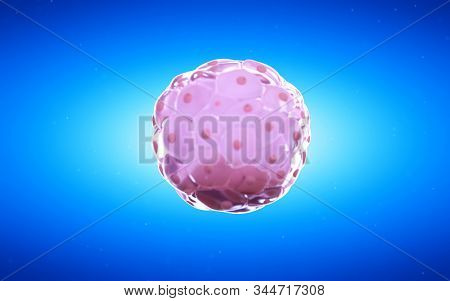 3d rendered medical illustration of a blastocyst