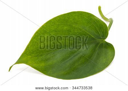 Philodendron Scandens Leaf Isolated On White Background