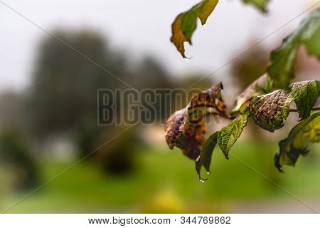 Dying Yellow Leaf With Raindrops In Rainy Autumn