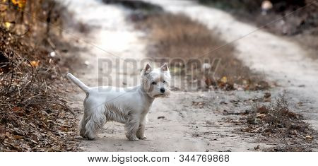 West Highland White Terrier Dog Is Waiting For The Owner