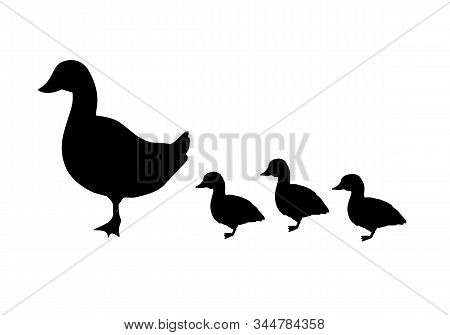 Vector Black Duck And Baby Ducklings Silhouette Isolated On White Background
