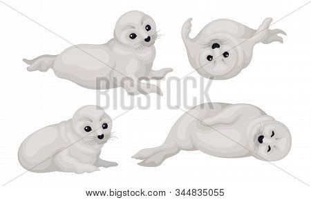White Playful Fur Seal Lying And Rolling Vector Illustrations Set