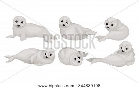 White Playful Fur Seal Lying And Rolling Vector Illustrations Set