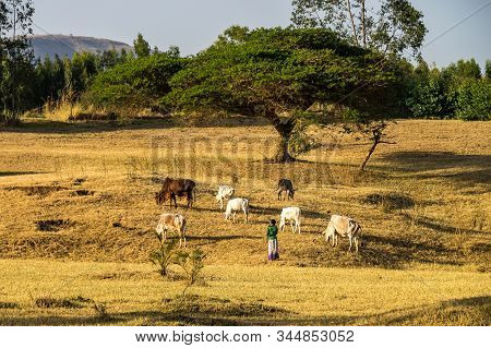 Brahman Or Zebu Bulls Near The Blue Nile Falls, Tis-isat In Ethiopia