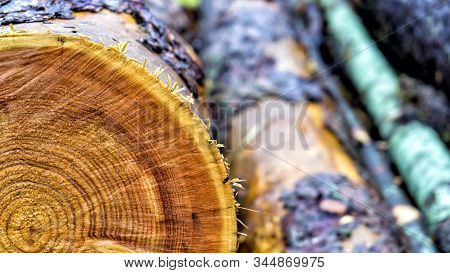 Close Up Cross Section Of The Wood, Sawn Logs. Stack Of Sawn Logs. Natural Wooden Decor Background.