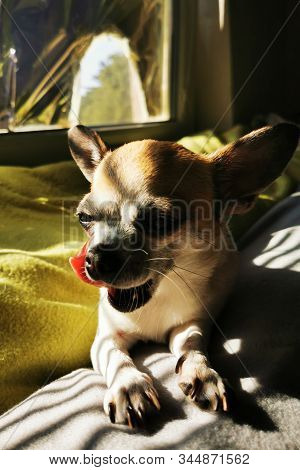 Head Of My Sweet Chihuahua Masa