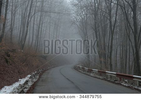 Misty Spooky Dark Forest