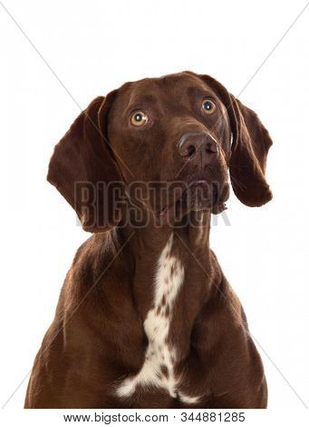 Beautiful Brown Braco German Shorthair isolated on a white background
