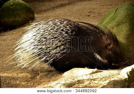 A View Of An Indian Porcupine In An Animal Park Enclosure.