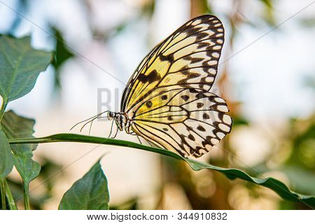 Yellow, White And Black Ideopsis `tree Nymph` Butterfly On Leaf