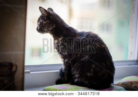 Tortie Kitten Sitting At Window Watching Closely
