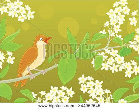 Small Singing Nightingale Perched On A Branch With White Flowers Of A Spring Blooming Tree, Vector C
