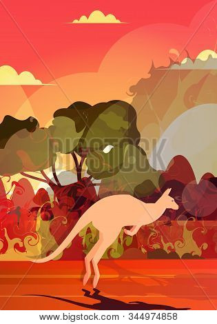 Kangaroo Running From Forest Fires In Australia Animals Dying In Wildfire Bushfire Burning Trees Nat