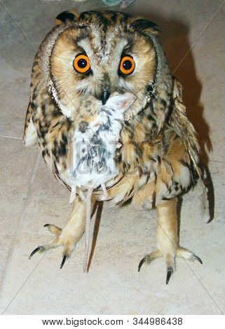 Long-eard Owl In Home, Domestic Bird With Mouse In The Bill. Brown Owl