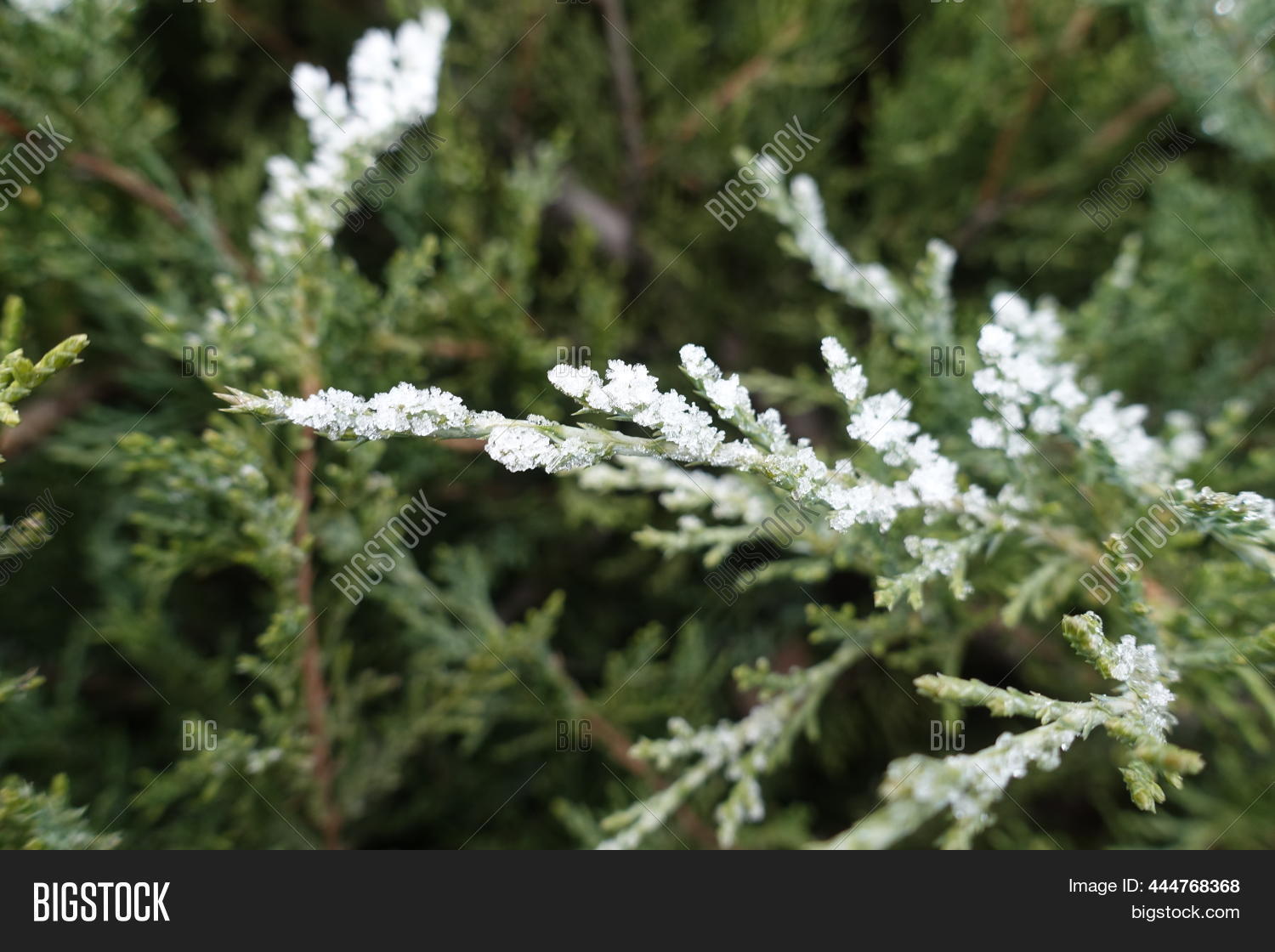 Image Preview