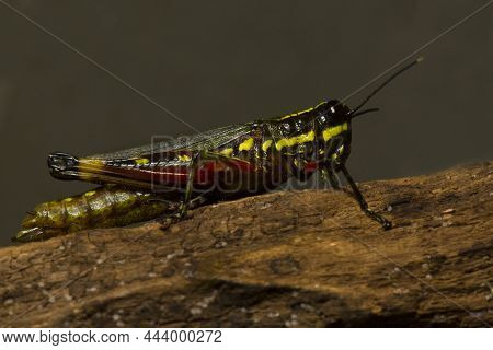 The Variegated Grasshopper (zonocerus Variegatus) In Zoo.