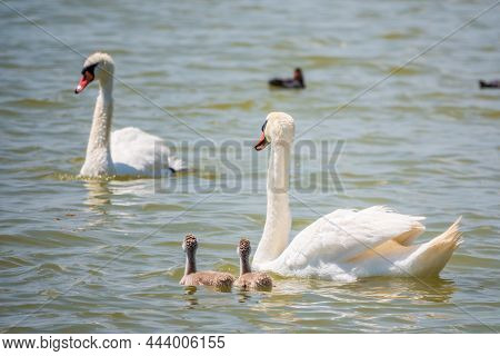 A Pair Of Mute Swans, Cygnus Olor, Swimming On A Lake With Its New Born Baby Cygnets. White Swans An