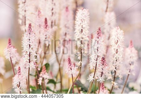 Nature Background With Blooming Heartleaf Flowers (tiarella Trifoliata Laciniata)