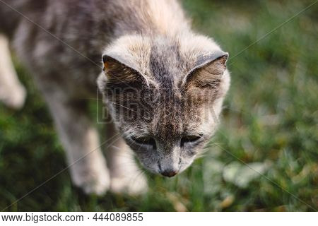 Close Up Gray Cat Looking Down On Green Background,  Pet Walk On Grass In The Garden