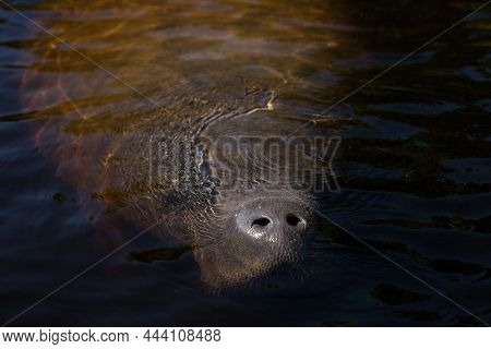 West Indian Manatee Trichechus Manatus In Southwest Florida As It Floats Slowly Through A Riverway I