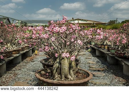 The Amazing Adenium Arabicum Plant. Pot Plant Of Pink Desert Rose, Bonsai Tree Style Used For Garden