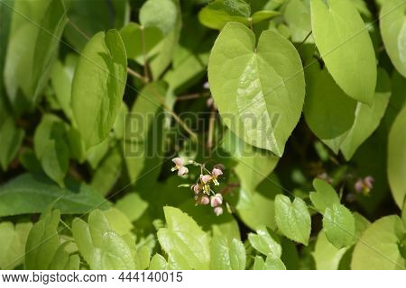 Alpine Barrenwort Leaves And Flowers - Latin Name - Epimedium Alpinum